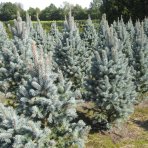 Smrek pichľavý (Picea pungens) ´ISELI FASTIGIATE´ - výška 40-50 cm, kont. C5L